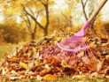 Почему вы должны прекратить сгребать осенние листья