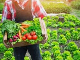 8 простых для выращивания овощей