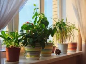 Польза комнатных растений для здоровья