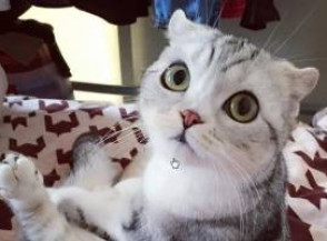 12 лучших пород кошек с большими глазами