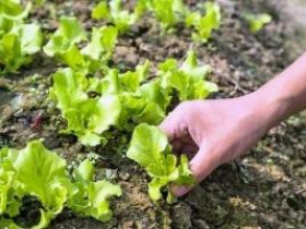 Как вырастить салат, чтобы получать урожай в течение всего сезона