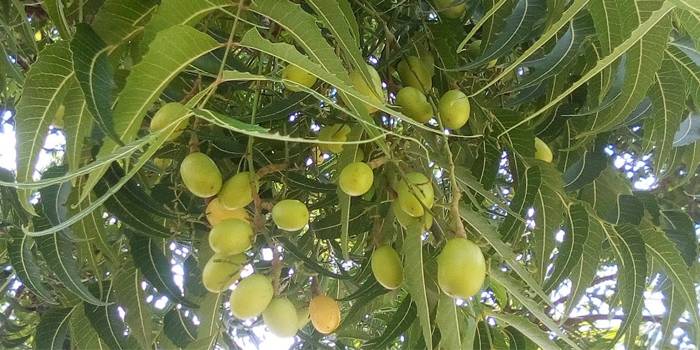Дерево и плоды азадирахты индийской