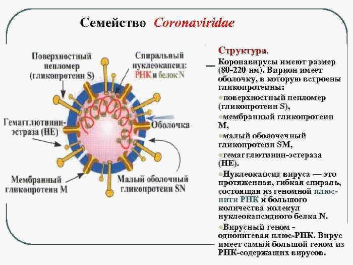 Семейство коронавирусов