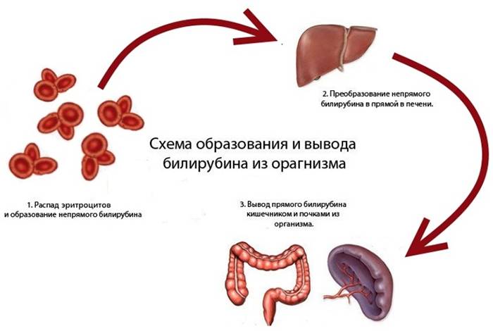 Схема образования и вывода билирубина из организма