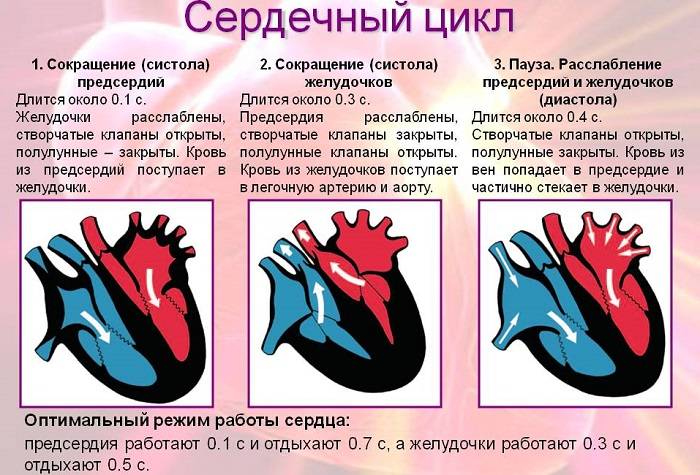 Механизм работы сердца