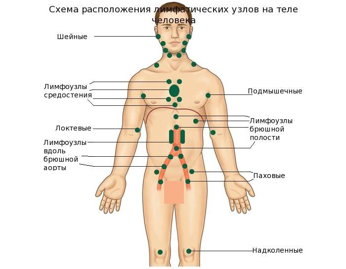 Схемы расположения лимфатических узлов на теле человека