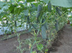 Выращивание огурцов в теплице
