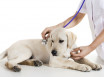 Энтерит у собак парвовирусный, коронавирусный и бактериальный - симптомы, диагностика и методы лечения