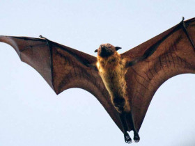 Летучая лисица - среда обитания и виды животного, размах крыльев, характерные особенности и образ жизни