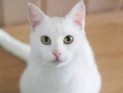10 лучших пород белых кошек