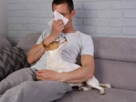 10 худших пород собак для людей с аллергией