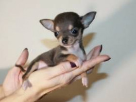 7 самых маленьких пород собак в мире