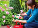 Как удобрять розы для красивых кустов