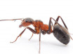 «Доктор Клаус» от муравьев - средство от насекомых