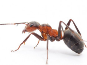 «Доктор Клаус» от муравьев - средство от насекомых