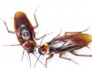 Средство от тараканов - самые эффективные профессиональные, химические и народные