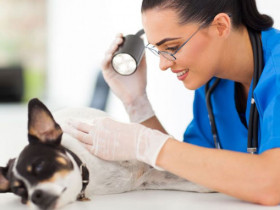 Демодекоз у собак - пути заражения подкожным клещом, симптомы, диагностика, лечение и профилактика