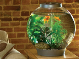 Круглый аквариум - особенности оформления, выбор производителя, размера, подсветки и фильтра
