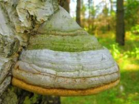 Что такое гриб чага, его польза для здоровья.