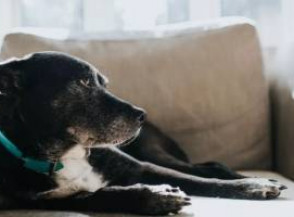 9 способов сделать свой дом более комфортным для пожилой собаки