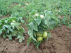 Нужно ли пасынковать низкорослые помидоры в открытом грунте и в теплице - применение технологии