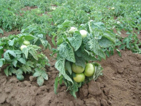 Нужно ли пасынковать низкорослые помидоры в открытом грунте и в теплице - применение технологии