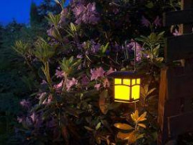 8 растений, которые лучше всего пахнут ночью
