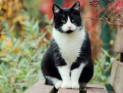 10 пород кошек с черно-белой окраской