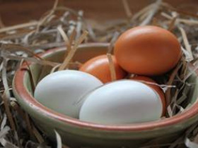 Коричневые и белые яйца: какие из них полезнее