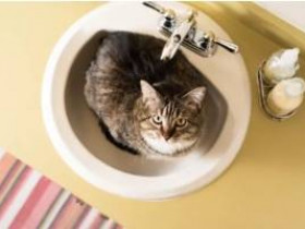 Почему кошки гадят в ванну или умывальник