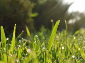 Причины, по которым косить мокрую траву – плохая идея