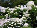 10 лучших кустарников с белыми цветами