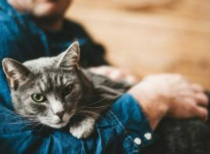 9 самых спокойных пород кошек для спокойных людей