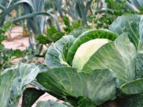 6 растений для выращивания с капустой