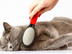 Стрижка кошек - для чего нужна животным, гигиенический и модельный груминг, стоимость в салонах