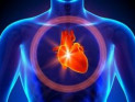 Как работает сердце и как оно меняется с возрастом