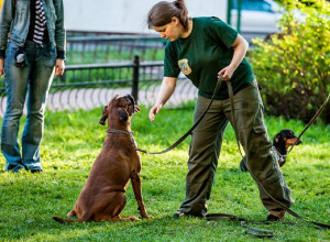5 лучших центров дрессировки собак в Москве
