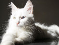 Ангорская кошка - описание и стандарт пород, окрасы и тип шерсти, особенности поведения и воспитания