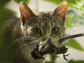 Почему кошки приносят домой убитых животных