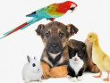 Что нужно знать о психологии домашних животных