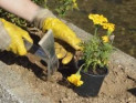 Способы улучшения глинистой почвы в цветнике