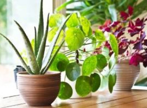 10 распространенных мифов о комнатных растениях