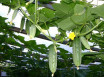 6 Способов подвязки огурцов в теплице: как правильно выращивать растение
