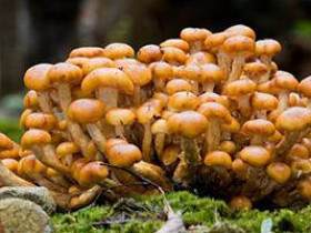 5 симптомов чрезмерного роста грибков Candida, как с ними справиться
