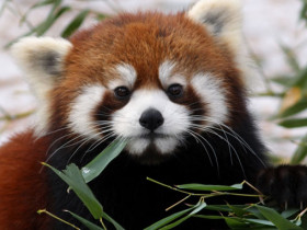 Красная панда - описание и особенности породы, среда обитания и содержание в неволе, повадки и поведение