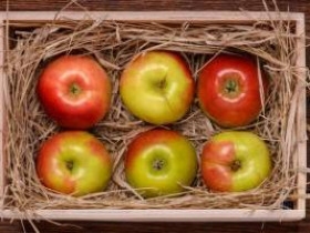 2 способа хранения свежих яблок