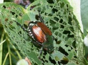 Как избавиться от японских жуков в саду